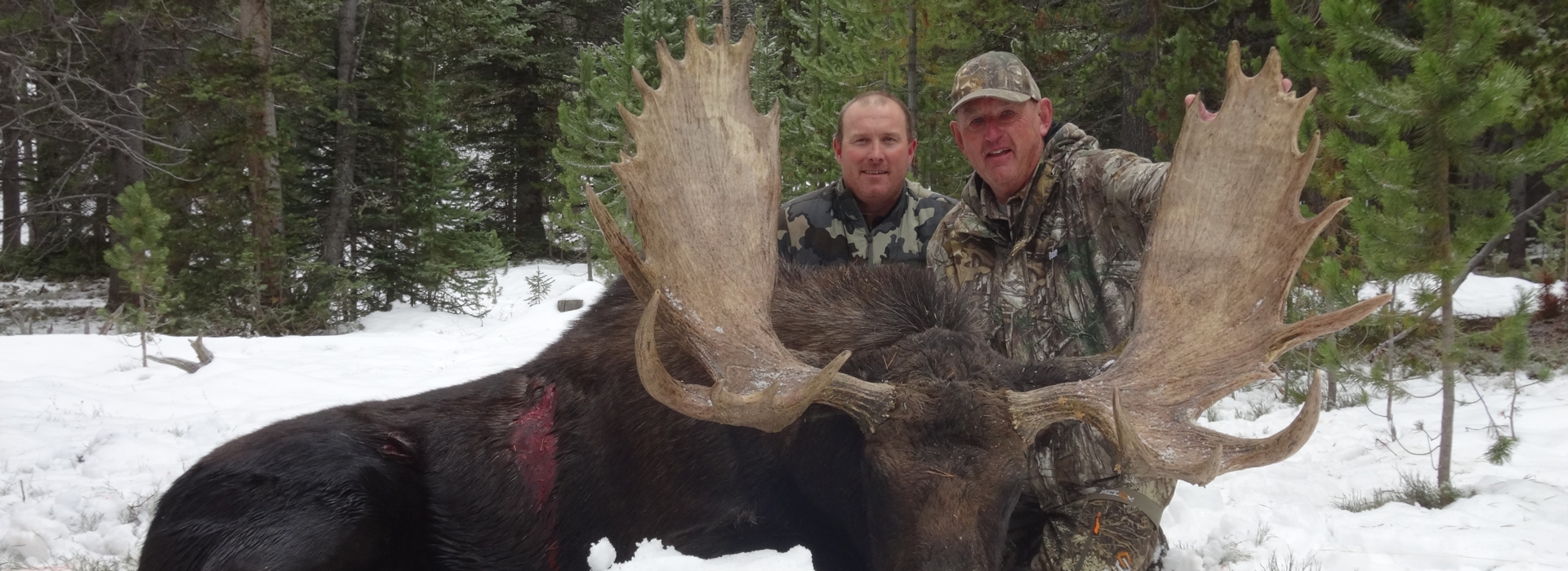 Moose